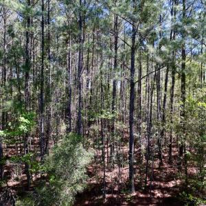 Photo #12 of SOLD property in Off NC 304, Bayboro, NC 9.0 acres