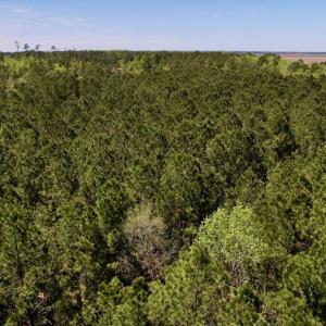 Photo #17 of SOLD property in Off NC 304, Bayboro, NC 9.0 acres