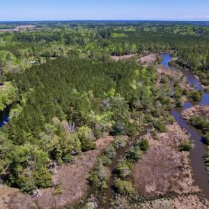 Photo #4 of SOLD property in Off NC 304, Bayboro, NC 9.0 acres