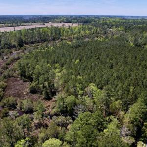Photo #7 of SOLD property in Off NC 304, Bayboro, NC 9.0 acres