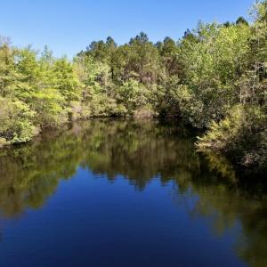 Photo #10 of SOLD property in Off NC 304, Bayboro, NC 9.0 acres