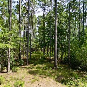 Photo #17 of Off State Road 1901, Aurora, NC 8.3 acres