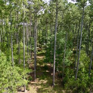 Photo #18 of Off State Road 1901, Aurora, NC 8.3 acres