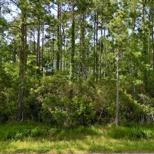 Photo #26 of Off State Road 1901, Aurora, NC 8.3 acres