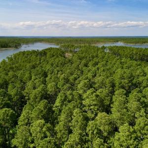 Photo #27 of Off State Road 1901, Aurora, NC 8.3 acres