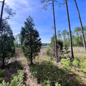 Photo #30 of Off State Road 1901, Aurora, NC 8.3 acres