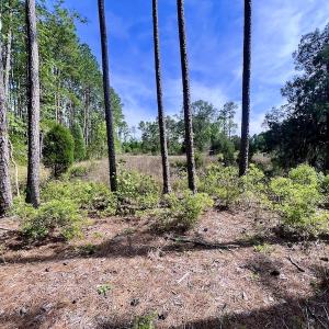 Photo #31 of Off State Road 1901, Aurora, NC 8.3 acres