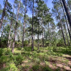 Photo #33 of Off State Road 1901, Aurora, NC 8.3 acres