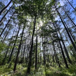 Photo #35 of Off State Road 1901, Aurora, NC 8.3 acres
