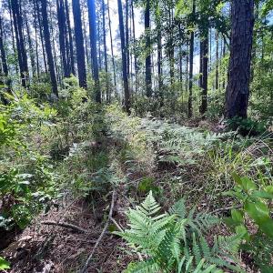 Photo #36 of Off State Road 1901, Aurora, NC 8.3 acres