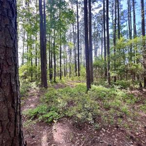 Photo #38 of Off State Road 1901, Aurora, NC 8.3 acres
