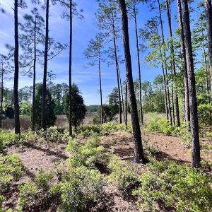 Photo #39 of Off State Road 1901, Aurora, NC 8.3 acres