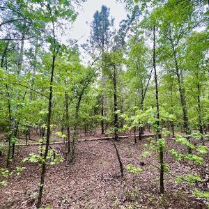 Photo #17 of SOLD property in Off Hwy 903, Snow Hill, NC 115.0 acres