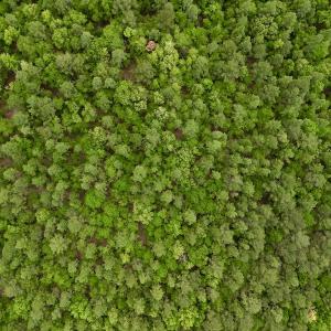 Photo #23 of SOLD property in Off Hwy 903, Snow Hill, NC 115.0 acres