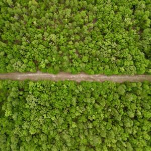 Photo #24 of SOLD property in Off Hwy 903, Snow Hill, NC 115.0 acres