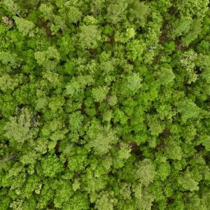 Photo #27 of SOLD property in Off Hwy 903, Snow Hill, NC 115.0 acres