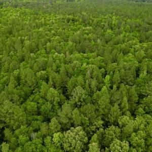 Photo #31 of SOLD property in Off Hwy 903, Snow Hill, NC 115.0 acres