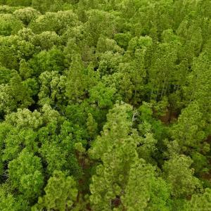 Photo #32 of SOLD property in Off Hwy 903, Snow Hill, NC 115.0 acres