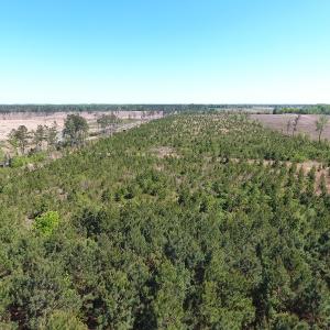 Photo #12 of Off East Main Street Extension, Bennettsville, SC 40.1 acres