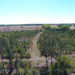 Photo #6 of Off East Main Street Extension, Bennettsville, SC 45.0 acres