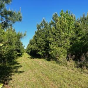 Photo #8 of Off Hwy 11 , Rose Hill, NC 12.3 acres