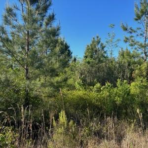 Photo #9 of Off Hwy 11 , Rose Hill, NC 12.3 acres