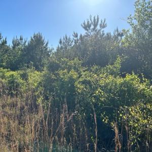 Photo #11 of Off Hwy 11 , Rose Hill, NC 12.3 acres