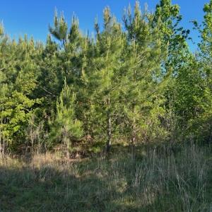Photo #12 of Off Hwy 11 , Rose Hill, NC 12.3 acres