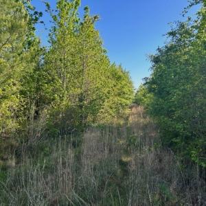 Photo #13 of Off Hwy 11 , Rose Hill, NC 12.3 acres