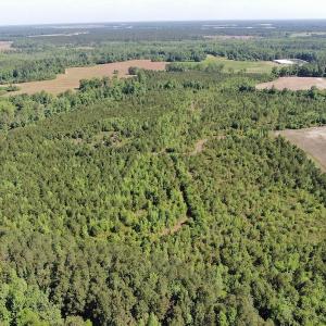 Photo #2 of Off Hwy 11 , Rose Hill, NC 12.3 acres