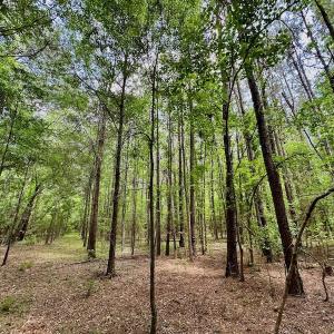 Photo #12 of SOLD property in Off Wilcox Lane, Vanceboro, NC 57.8 acres