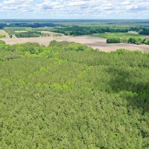 Photo #13 of SOLD property in Off Wilcox Lane, Vanceboro, NC 57.8 acres