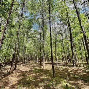 Photo #14 of SOLD property in Off Wilcox Lane, Vanceboro, NC 57.8 acres