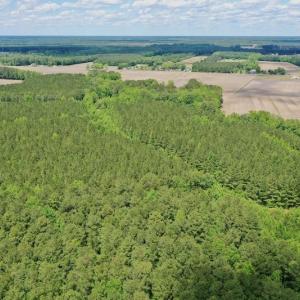 Photo #15 of SOLD property in Off Wilcox Lane, Vanceboro, NC 57.8 acres