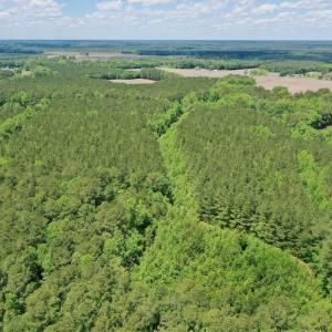 Photo #17 of SOLD property in Off Wilcox Lane, Vanceboro, NC 57.8 acres