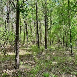 Photo #18 of SOLD property in Off Wilcox Lane, Vanceboro, NC 57.8 acres