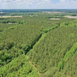 Photo #19 of SOLD property in Off Wilcox Lane, Vanceboro, NC 57.8 acres