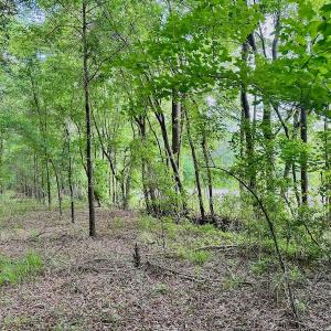 Photo #20 of SOLD property in Off Wilcox Lane, Vanceboro, NC 57.8 acres