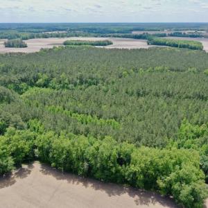 Photo #21 of SOLD property in Off Wilcox Lane, Vanceboro, NC 57.8 acres
