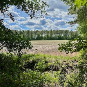 Photo #22 of SOLD property in Off Wilcox Lane, Vanceboro, NC 57.8 acres