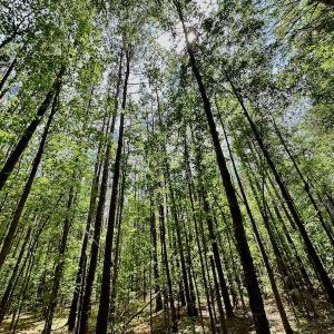 Photo #24 of SOLD property in Off Wilcox Lane, Vanceboro, NC 57.8 acres