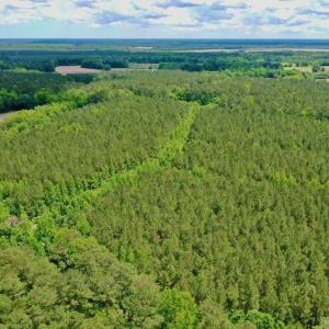 Photo #26 of SOLD property in Off Wilcox Lane, Vanceboro, NC 57.8 acres