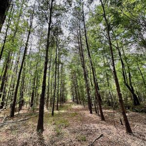 Photo #27 of SOLD property in Off Wilcox Lane, Vanceboro, NC 57.8 acres