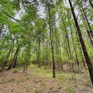 Photo #29 of SOLD property in Off Wilcox Lane, Vanceboro, NC 57.8 acres