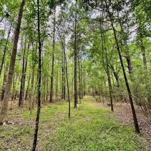 Photo #31 of SOLD property in Off Wilcox Lane, Vanceboro, NC 57.8 acres