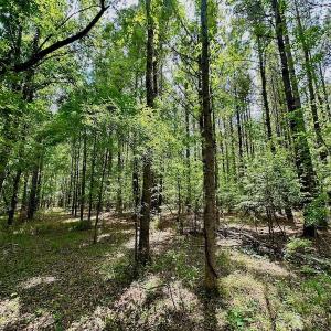 Photo #33 of SOLD property in Off Wilcox Lane, Vanceboro, NC 57.8 acres
