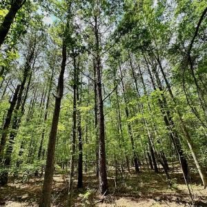 Photo #37 of SOLD property in Off Wilcox Lane, Vanceboro, NC 57.8 acres