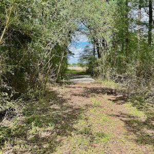Photo #5 of SOLD property in Off Wilcox Lane, Vanceboro, NC 57.8 acres