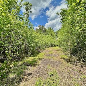 Photo #7 of SOLD property in Off Wilcox Lane, Vanceboro, NC 57.8 acres
