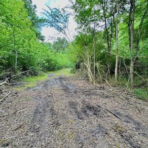 Photo #9 of SOLD property in Off Wilcox Lane, Vanceboro, NC 57.8 acres
